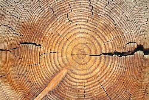 Schöne Holzstruktur von einem Laubbaum (Lärche)