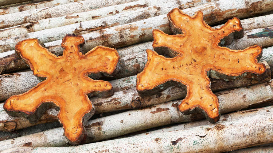 Teak Holzbaum Quershchnitt